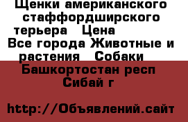 Щенки американского стаффордширского терьера › Цена ­ 20 000 - Все города Животные и растения » Собаки   . Башкортостан респ.,Сибай г.